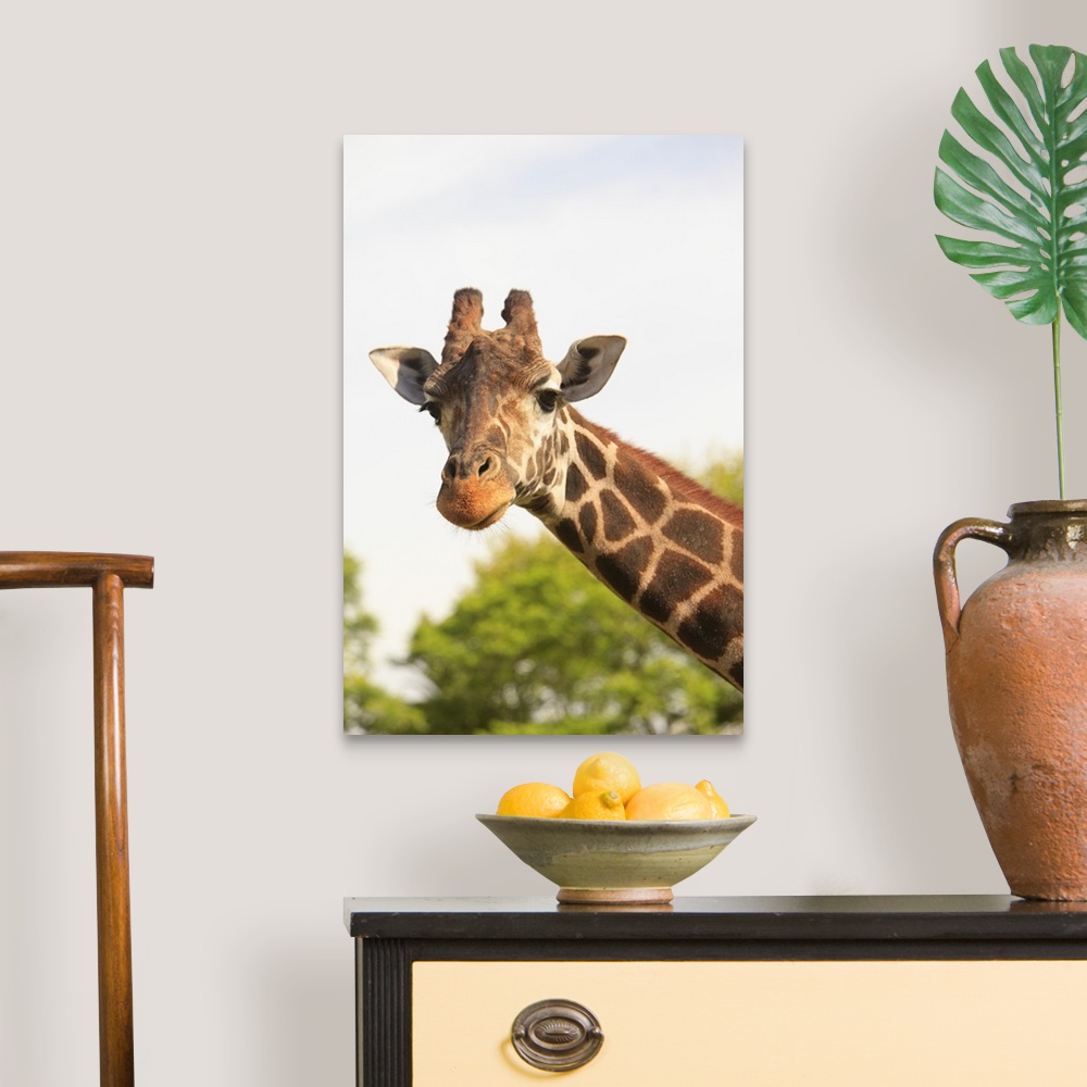 A traditional room featuring Giraffe (Giraffa Camelopardalis)