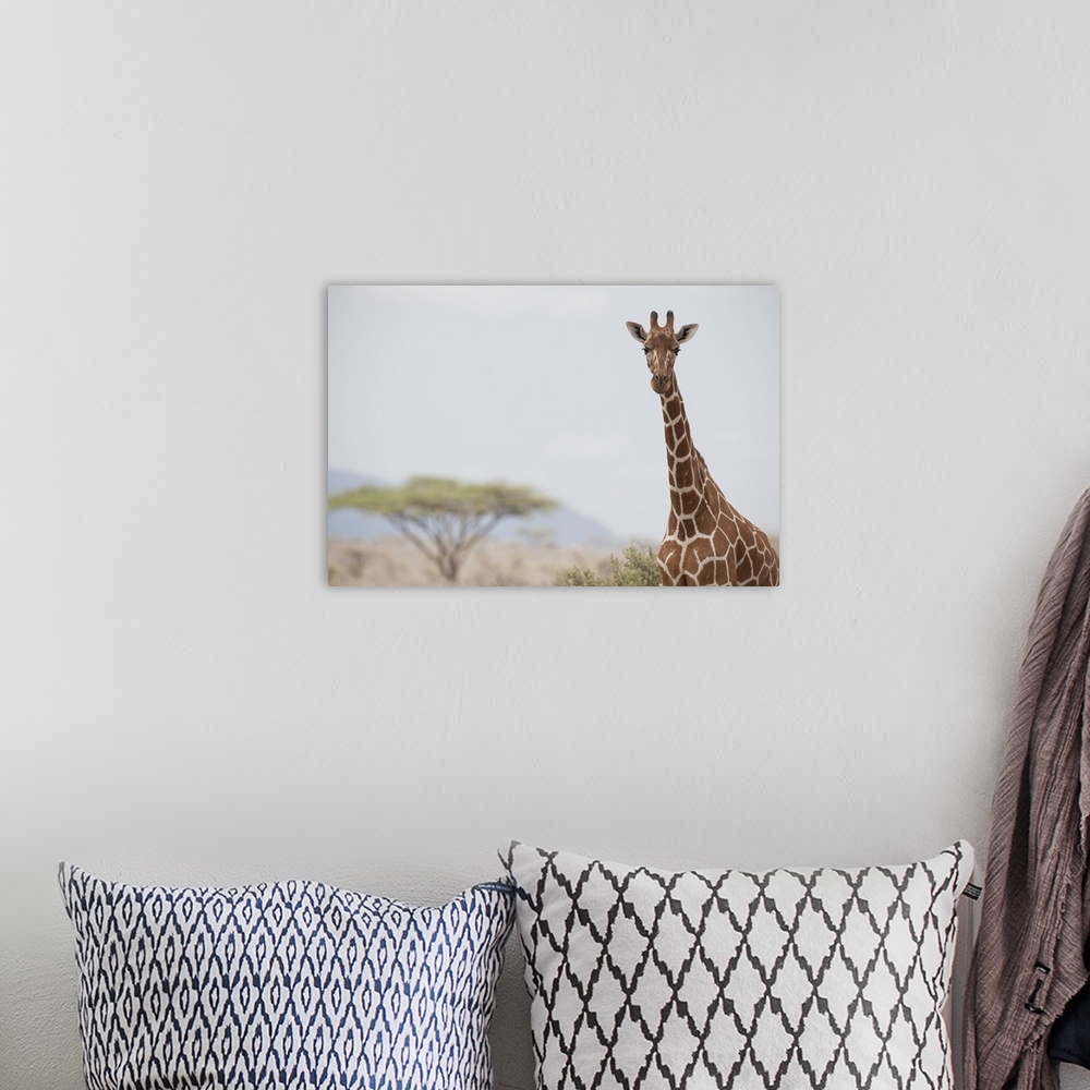 A bohemian room featuring Giraffe (Giraffa Camelopardalis) In Samburu National Reserve; Kenya, Africa