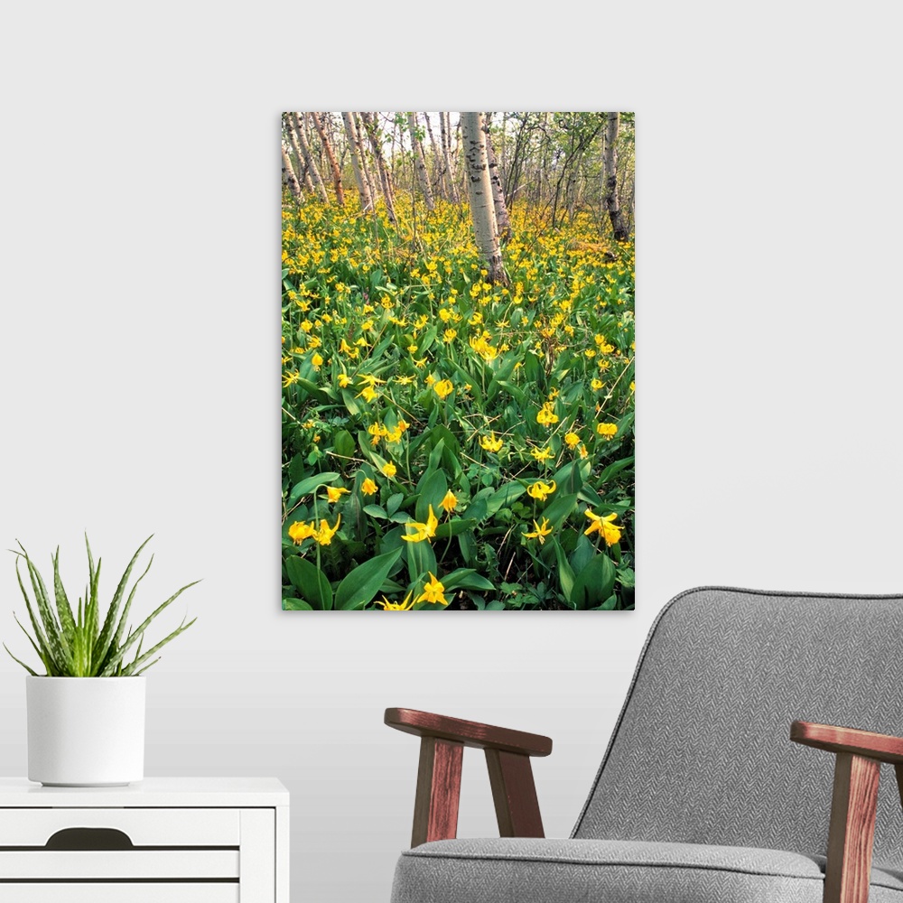A modern room featuring Glacier Lilies In Aspen Forest, Waterton Lakes National Park, Alberta, Canada