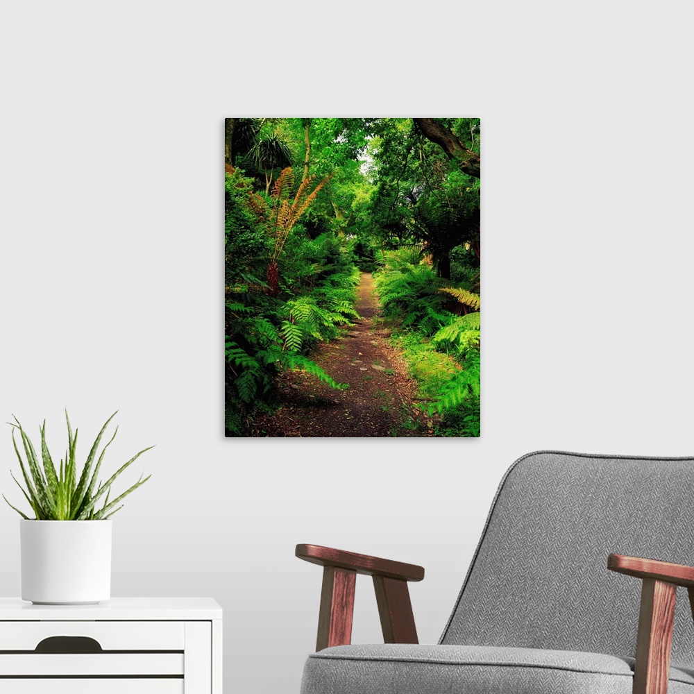 A modern room featuring Glanleam, Co Kerry, Ireland; Pathway Lined By Tree Ferns