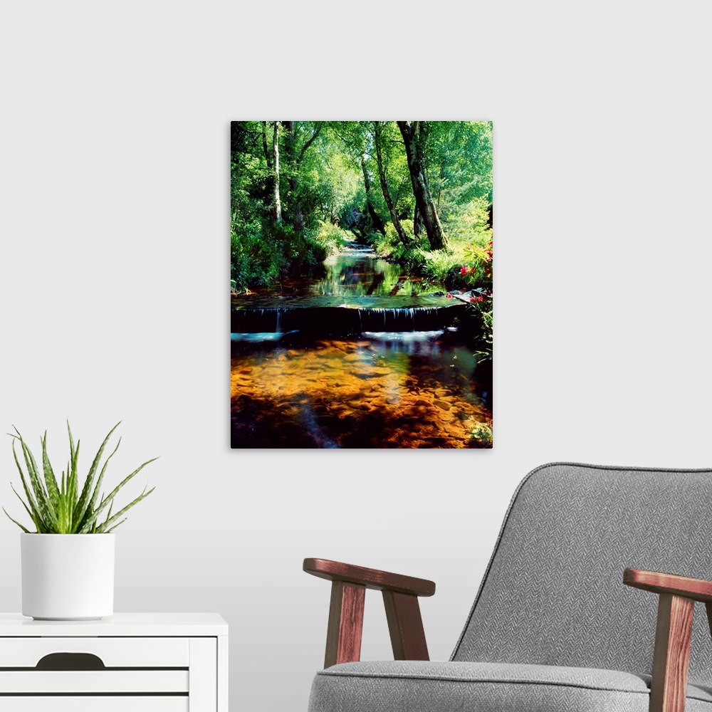 A modern room featuring Glenleigh Gardens, Co Tipperary, Ireland; Stream Through Woods