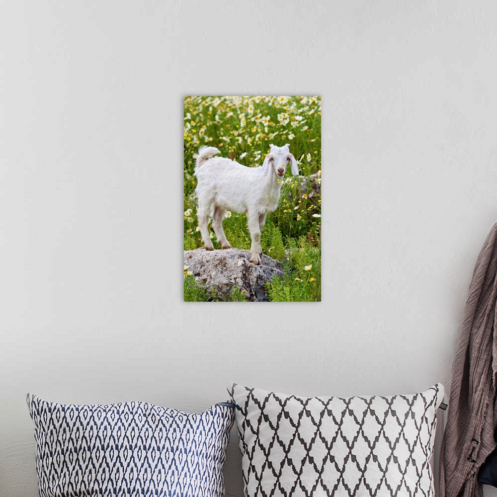 A bohemian room featuring Goat In A Field On The Site Of Ancient Patara, Lycian Coast, Turkey