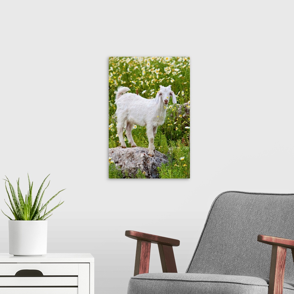 A modern room featuring Goat In A Field On The Site Of Ancient Patara, Lycian Coast, Turkey