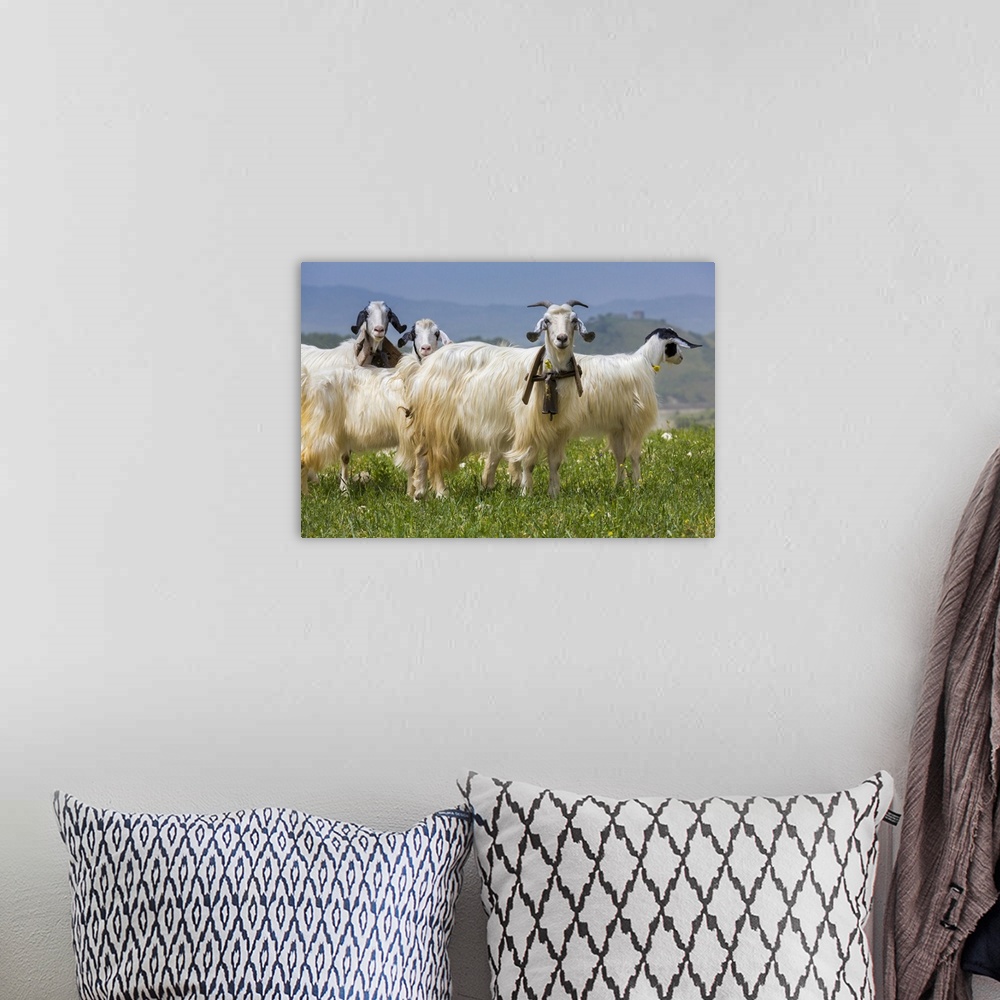 A bohemian room featuring Goats in Meadow near Palazzo Adriano, Sicily, Italy