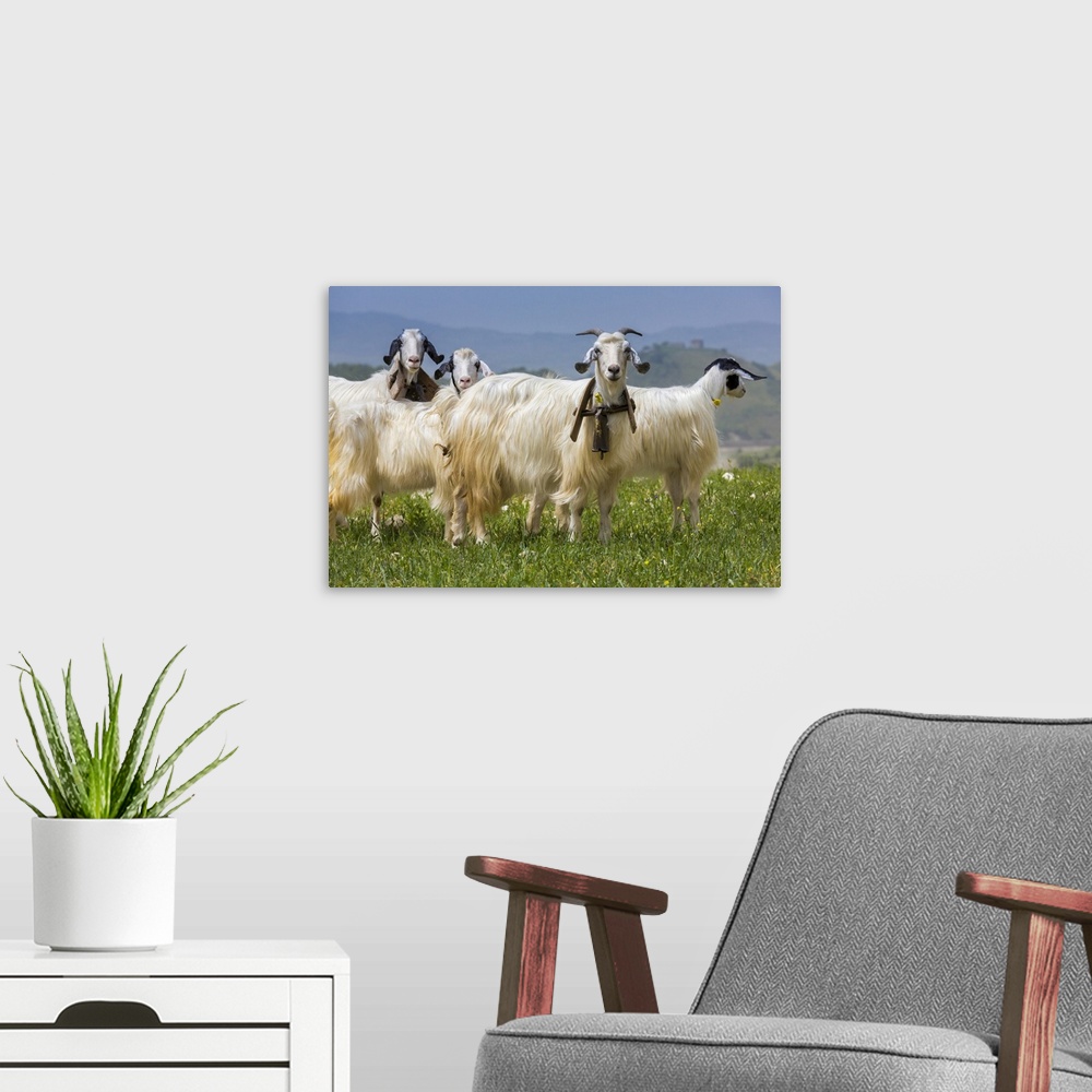 A modern room featuring Goats in Meadow near Palazzo Adriano, Sicily, Italy