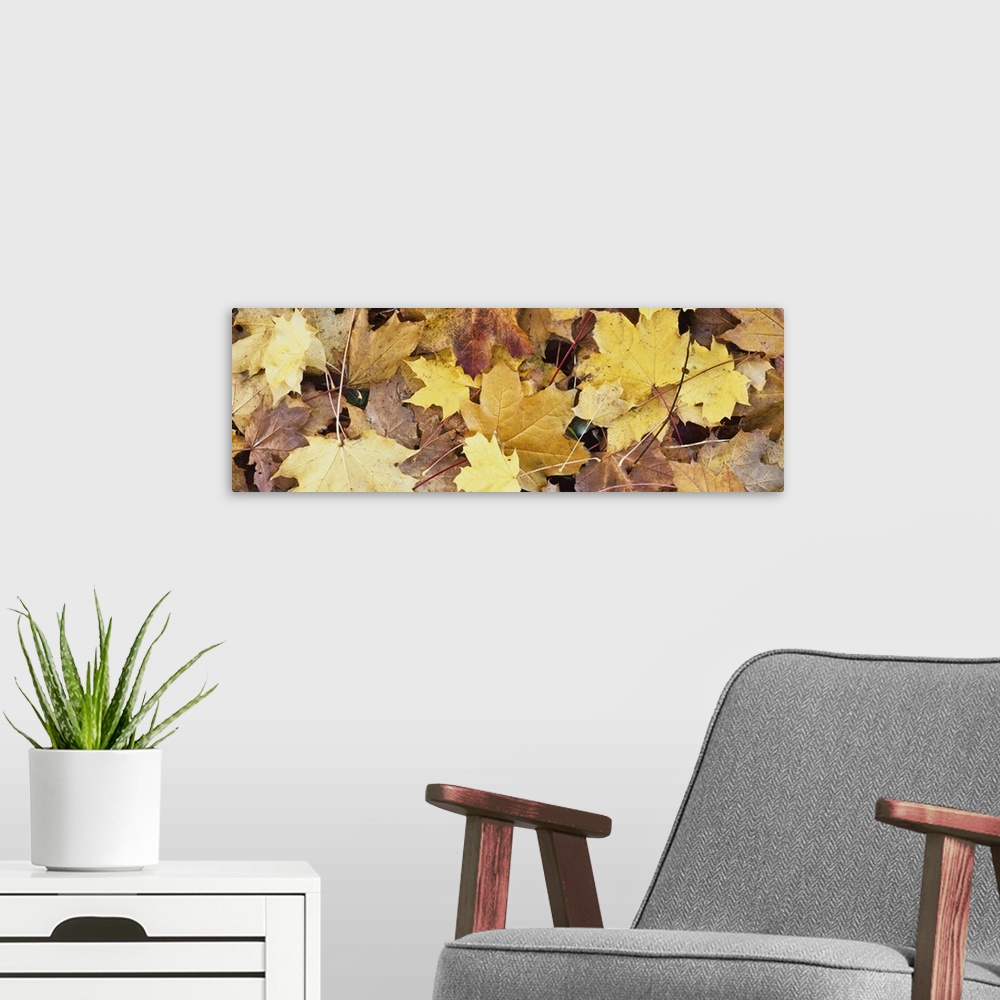 A modern room featuring Golden Autumn Leaves On Ground