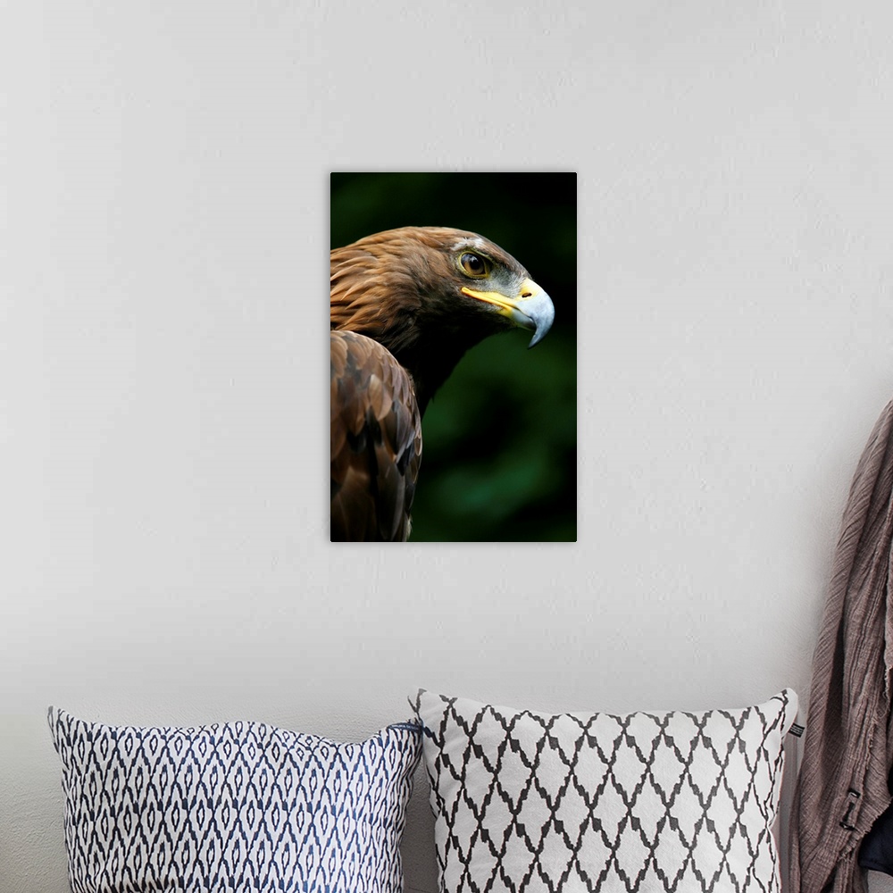 A bohemian room featuring Golden Eagle's Face