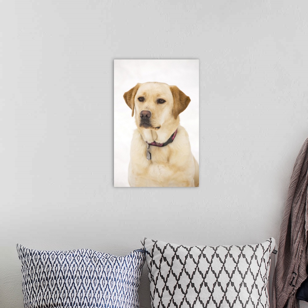 A bohemian room featuring Golden Labrador Retriever Dog