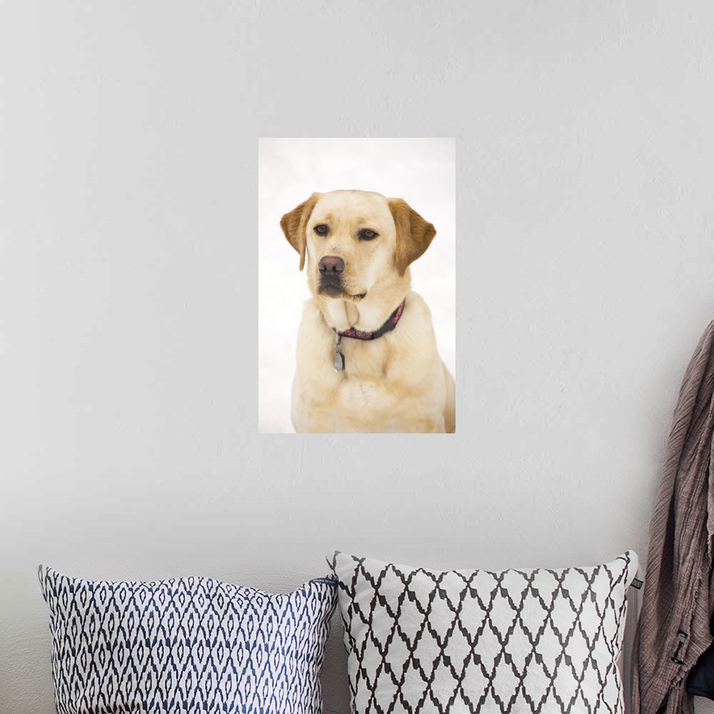A bohemian room featuring Golden Labrador Retriever Dog