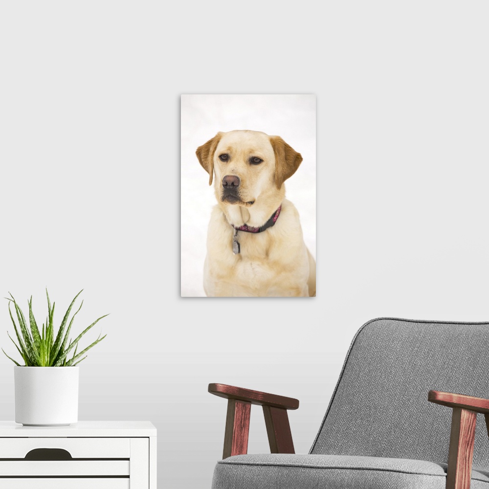 A modern room featuring Golden Labrador Retriever Dog