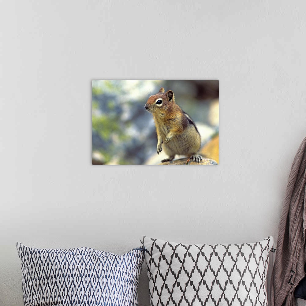 A bohemian room featuring Golden-Mantled Ground Squirrel, Banff National Park, Alberta, Canada