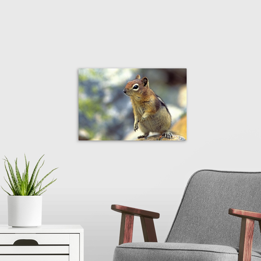 A modern room featuring Golden-Mantled Ground Squirrel, Banff National Park, Alberta, Canada