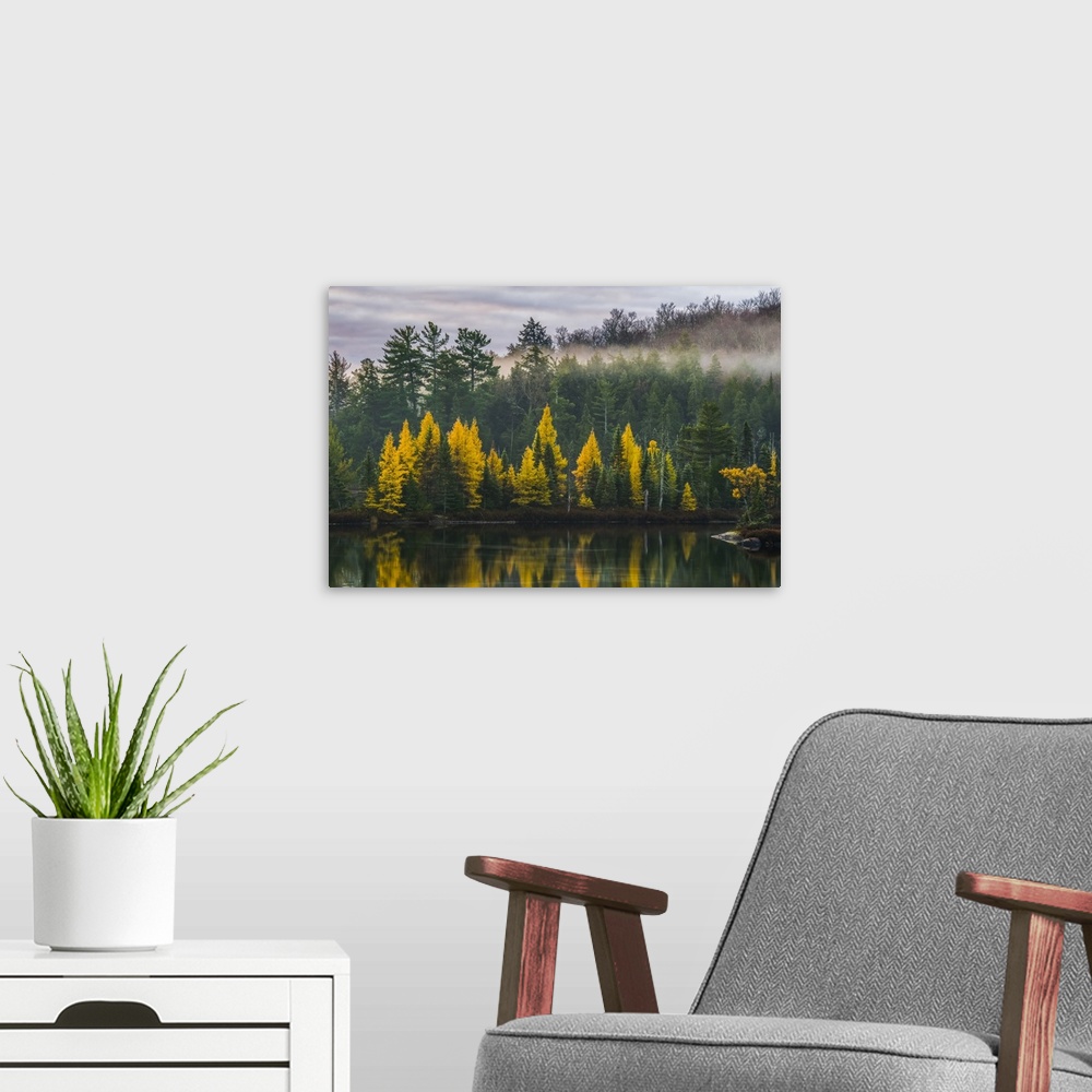 A modern room featuring Golden Tamaracks along the shoreline of a lake with fog over the forest in autumn; Ontario, Canada