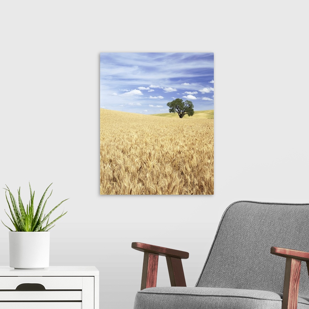 A modern room featuring ca. 1995, Palouse, Washington State, USA --- Sprawling Wheat Fields --- Image by  Craig Tuttle/Co...