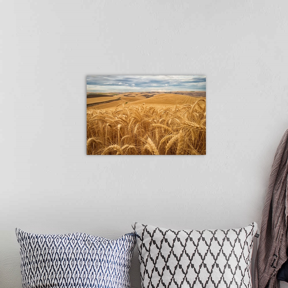 A bohemian room featuring Golden wheat fields on rolling hills, Palouse, Washington, United States of America.