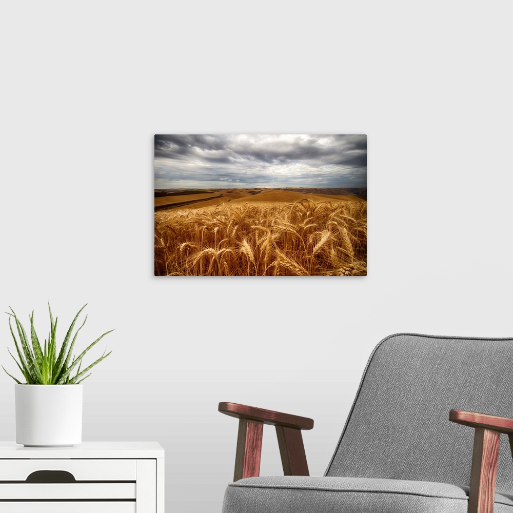 A modern room featuring Golden wheat fields under a cloudy sky, Palouse, Washington, United States of America.
