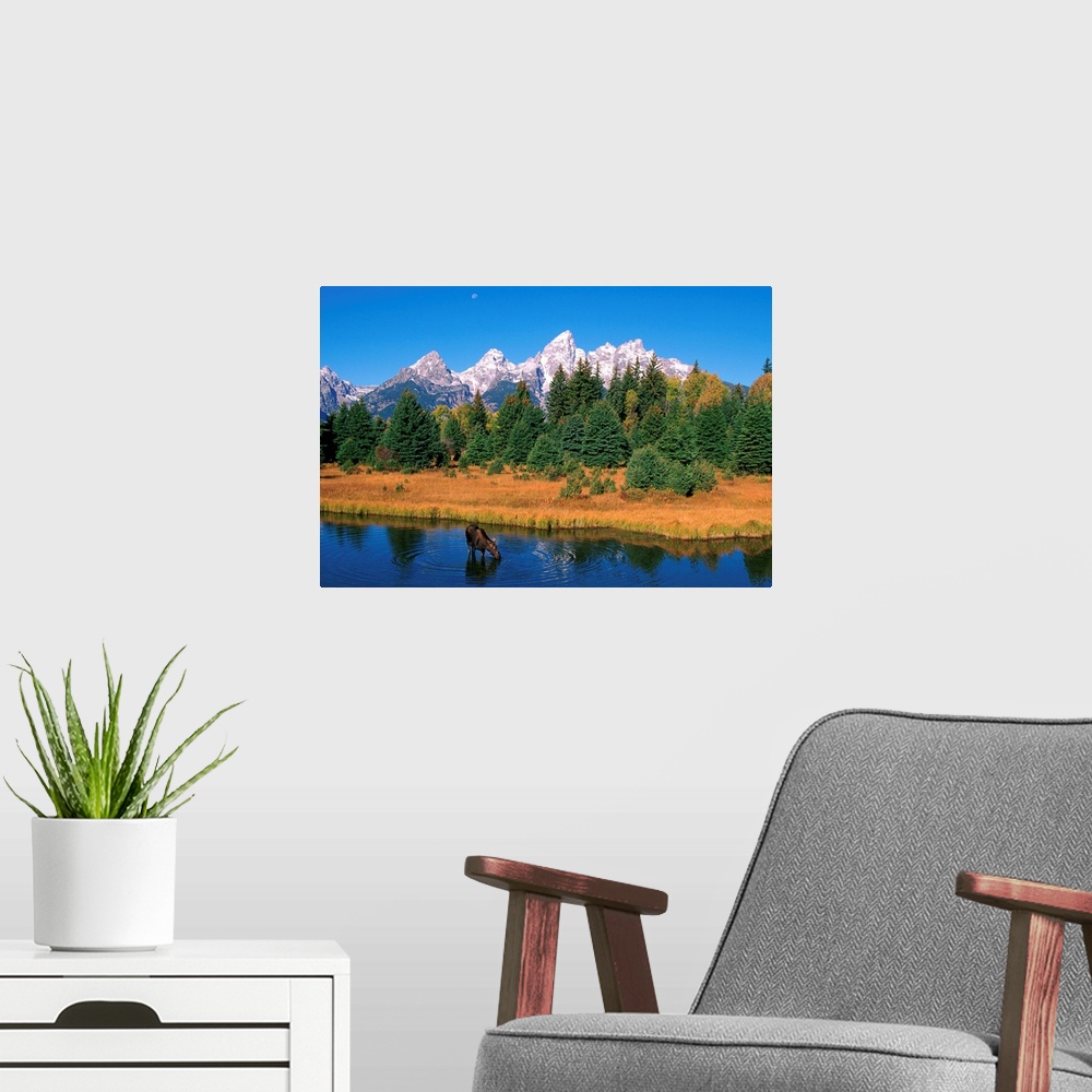 A modern room featuring Grand Tetons, Snake River, Cow Moose Feeding, Wyoming, USA