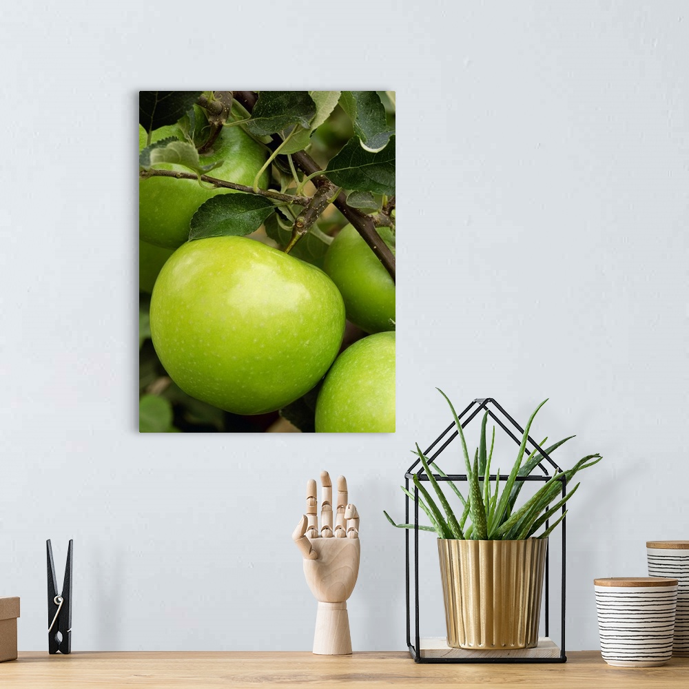 A bohemian room featuring Granny Smith apple on the tree, ripe and ready for harvest, Washington