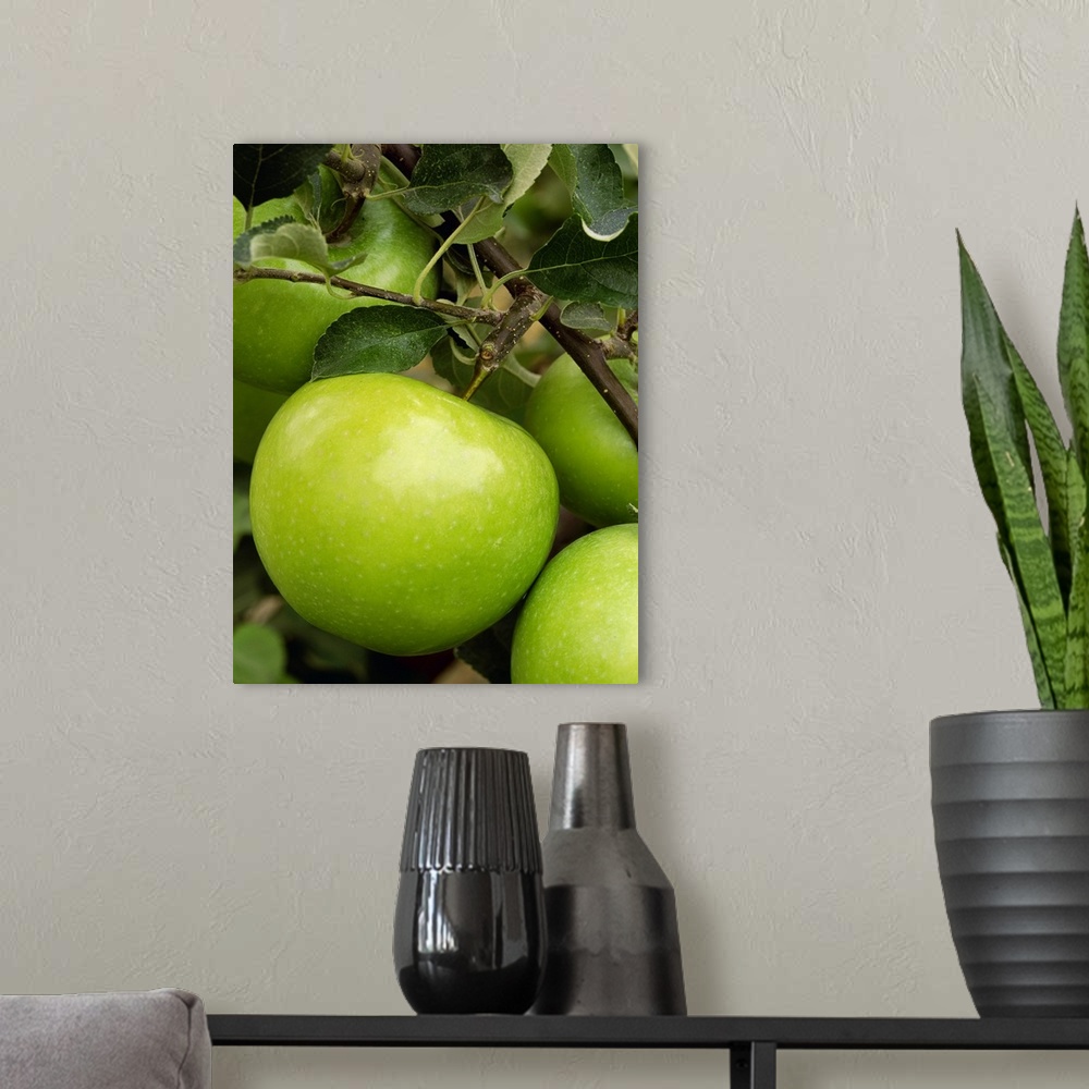 A modern room featuring Granny Smith apple on the tree, ripe and ready for harvest, Washington
