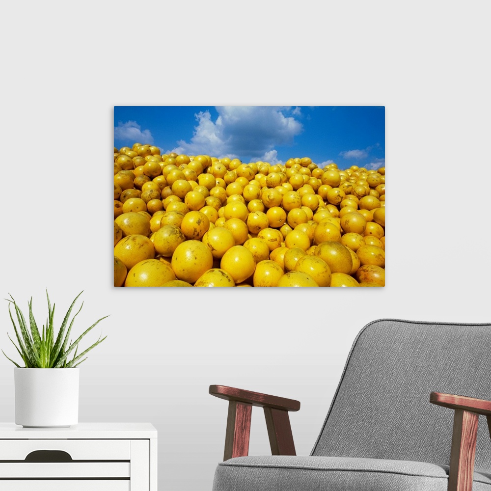 A modern room featuring Grapefruit piled up in a truck at a juice plant awaiting processing, Florida