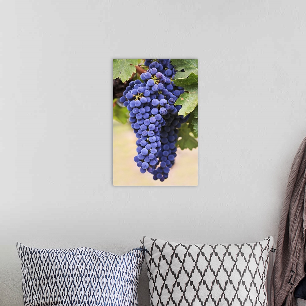 A bohemian room featuring Grapes Growing On The Vine In Okanagan Valley, Osoyoos, British Columbia, Canada