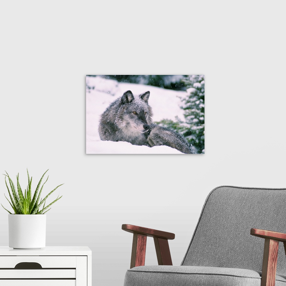 A modern room featuring Gray Wolf