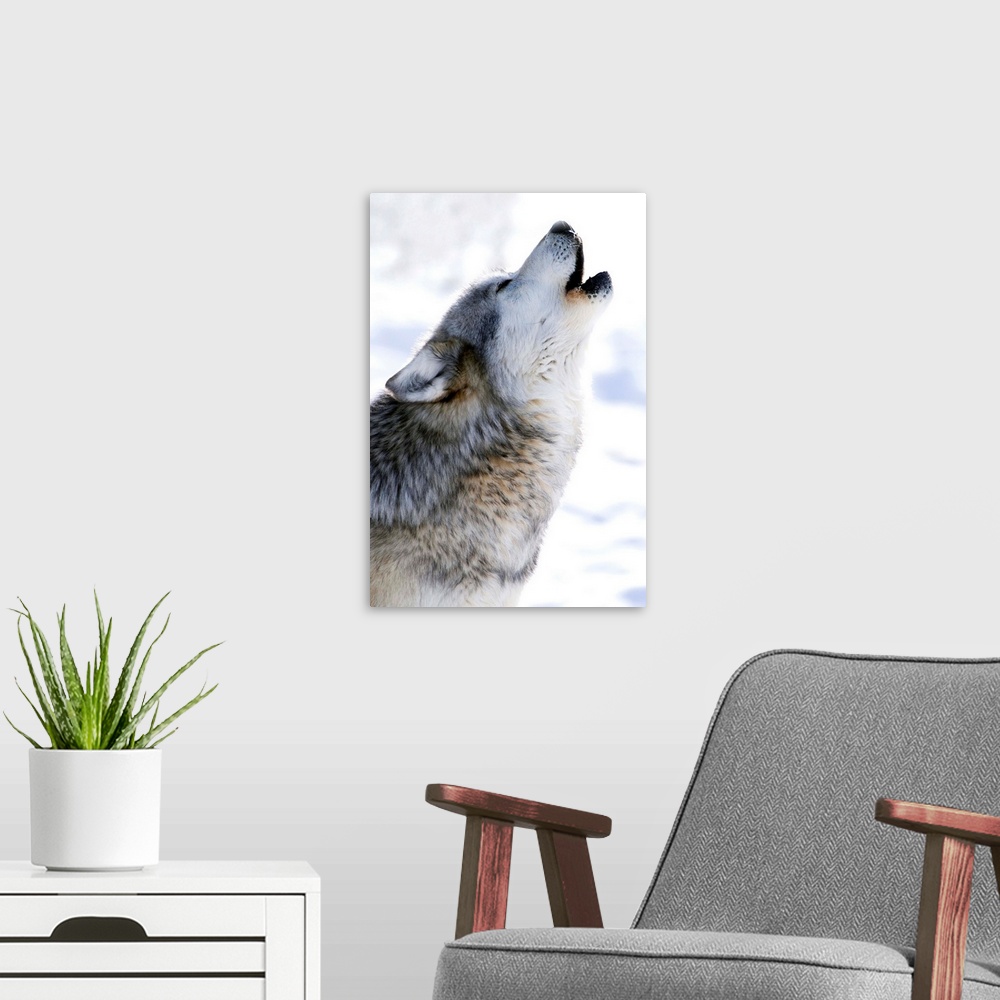 A modern room featuring Gray Wolf Howling