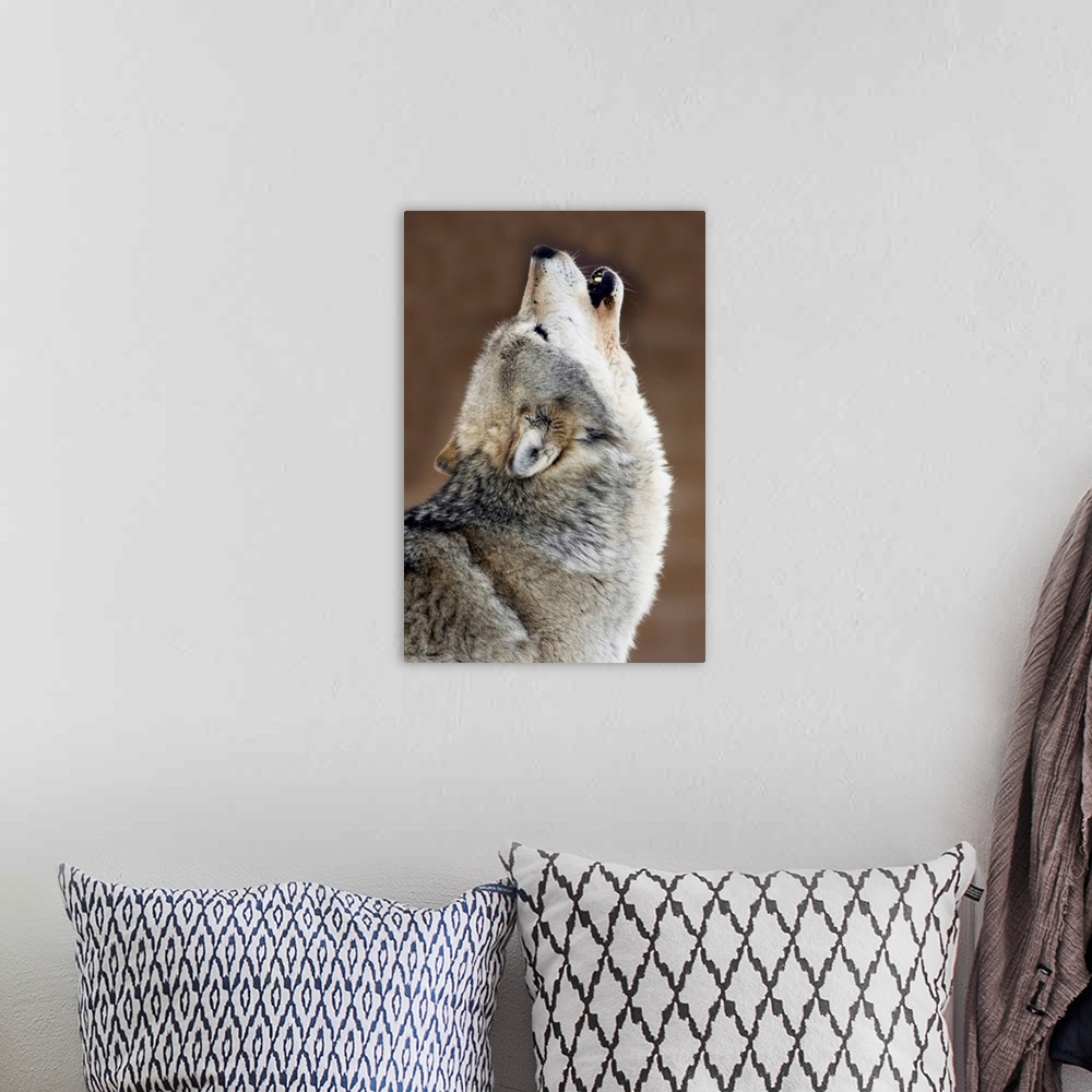 A bohemian room featuring Gray Wolf Howling