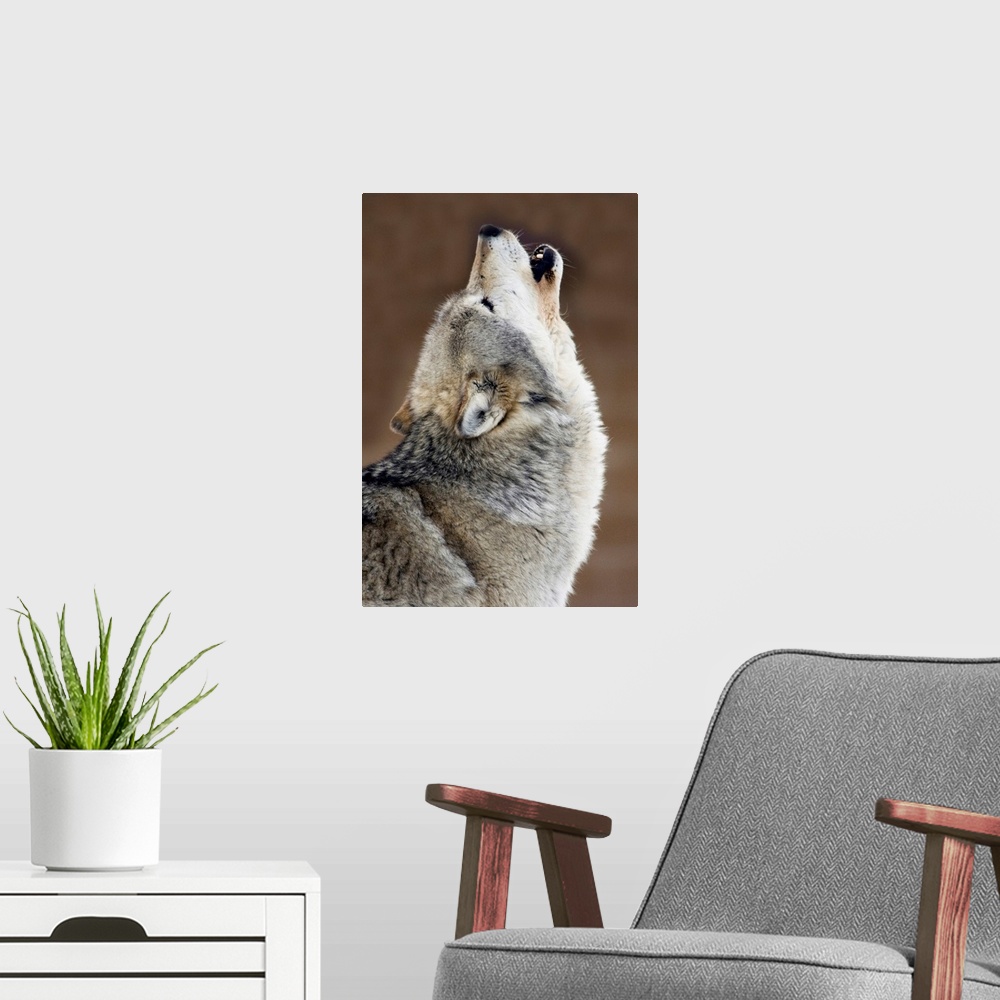 A modern room featuring Gray Wolf Howling