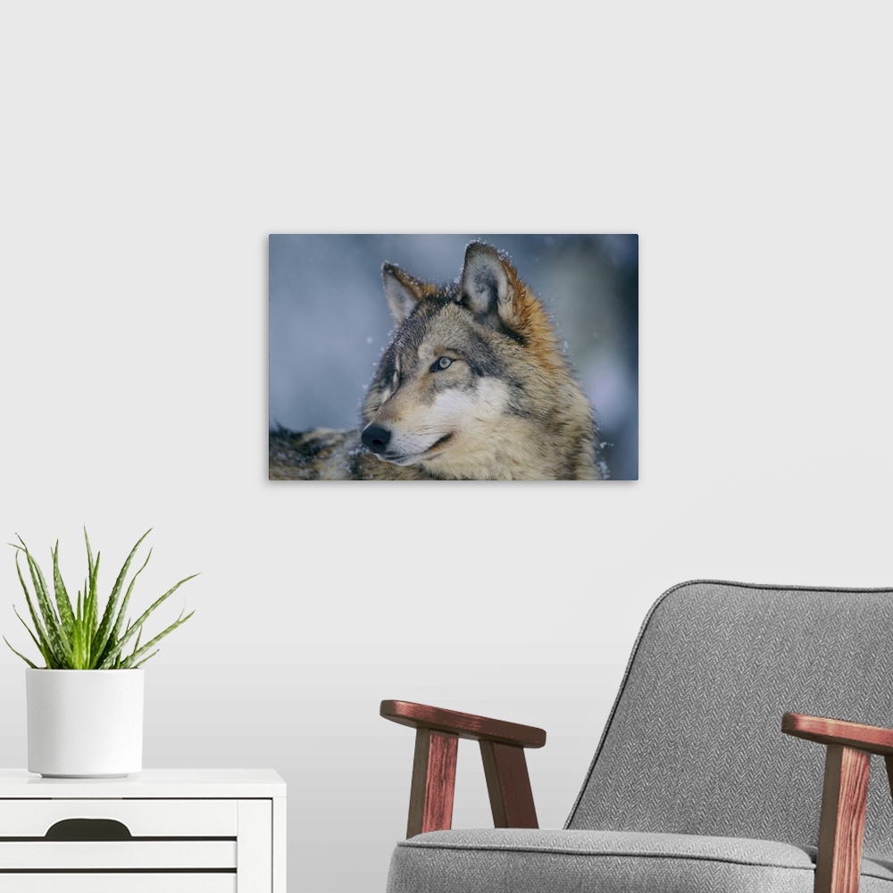 A modern room featuring Close-up portrait of a gray wolf (canis lupus) in a snowfall with snowflakes on its fur. Ely, Min...