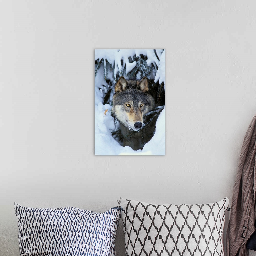 A bohemian room featuring Gray Wolf orTimber Wolf