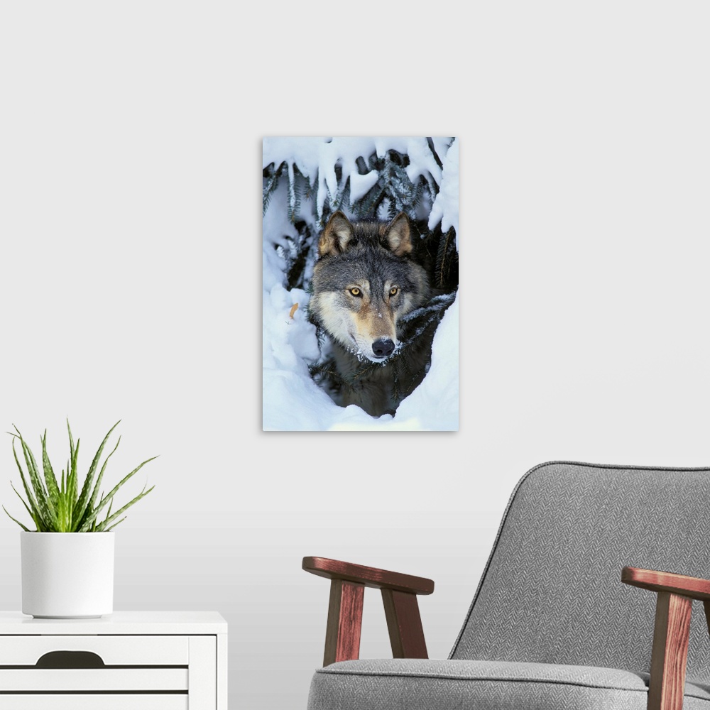 A modern room featuring Gray Wolf orTimber Wolf