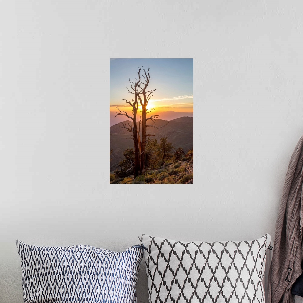 A bohemian room featuring Great Basin Bristlecone Pines (Pinus longaeva) at sunset in the Ancient Bristlecone Pine Forest, ...