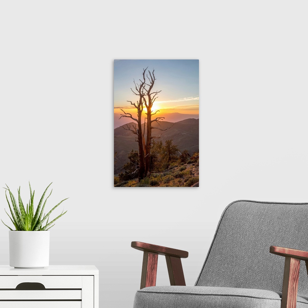 A modern room featuring Great Basin Bristlecone Pines (Pinus longaeva) at sunset in the Ancient Bristlecone Pine Forest, ...