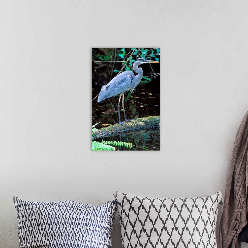A bohemian room featuring Great Blue Heron, Florida