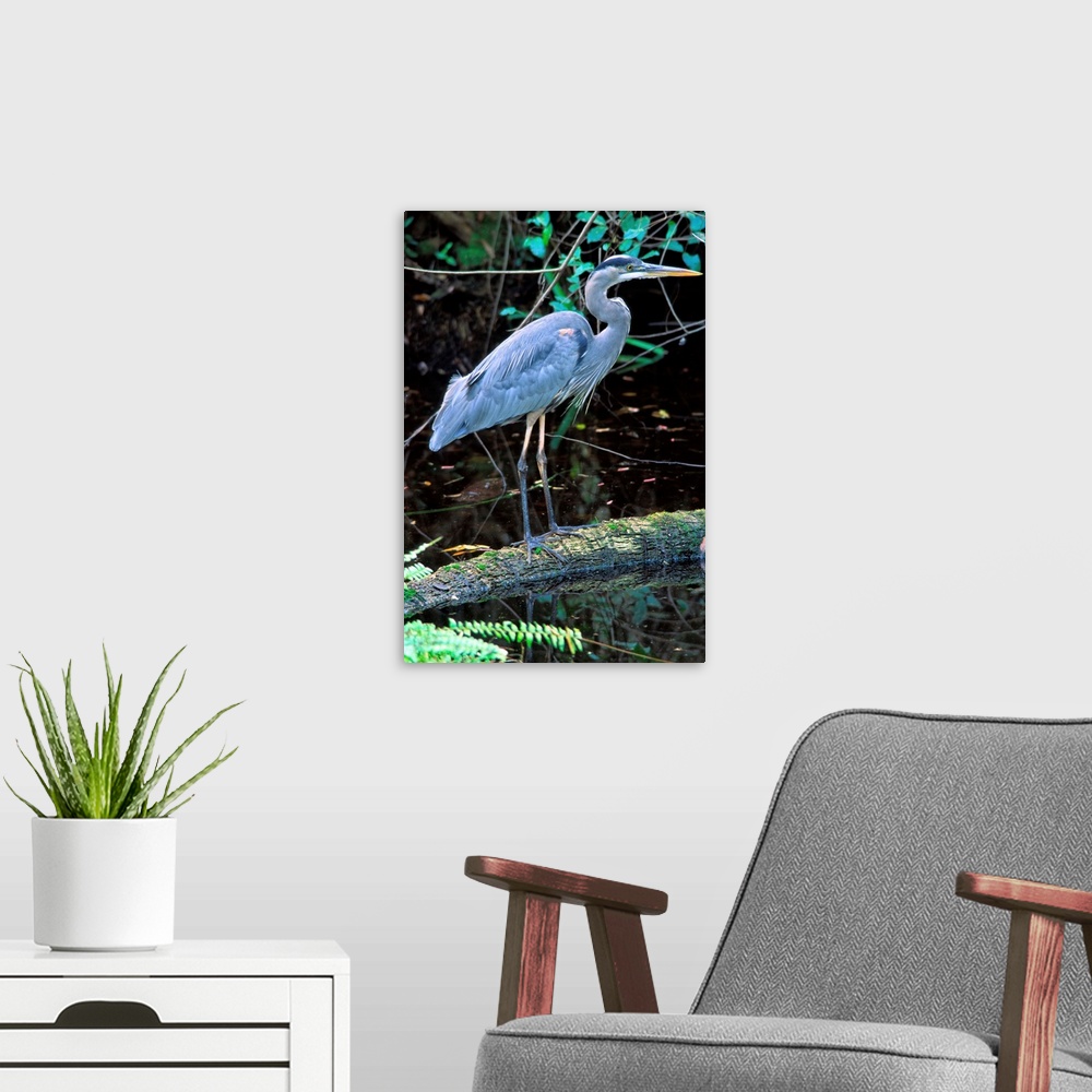 A modern room featuring Great Blue Heron, Florida