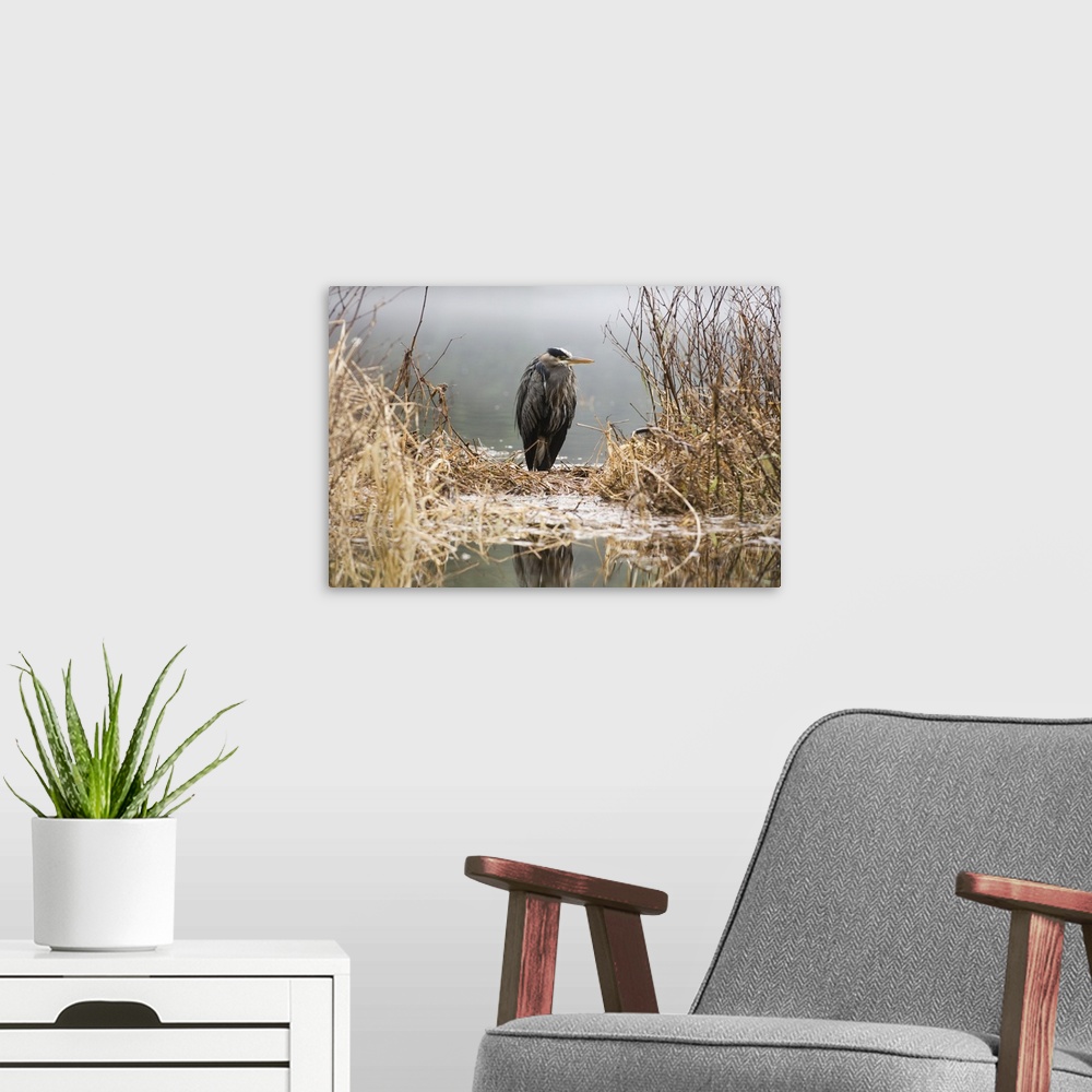 A modern room featuring Great Blue Heron Stands In The Reeds At The Edge Of Ward Lake In Ketchikan, Alaska