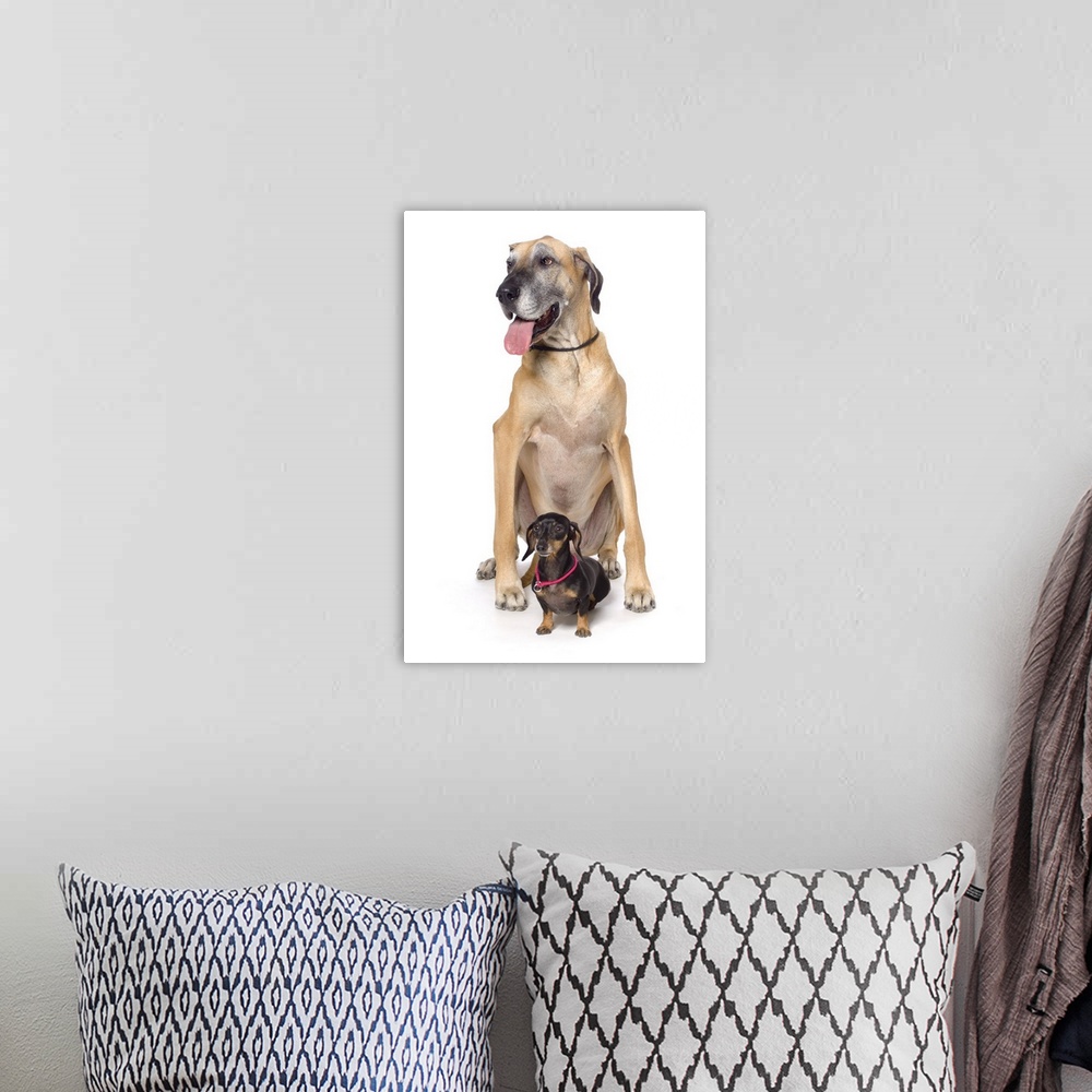 A bohemian room featuring Great Dane And Dachshund Portrait
