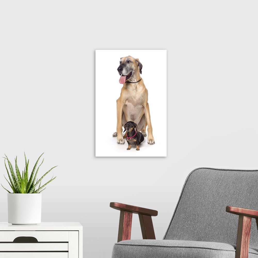 A modern room featuring Great Dane And Dachshund Portrait