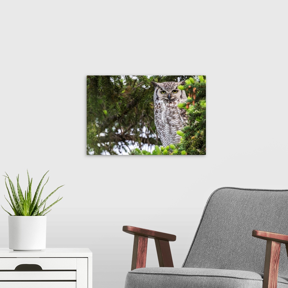 A modern room featuring Great Horned Owl (Bubo virginianus) sitting in a tree, Saskatchewan, Canada