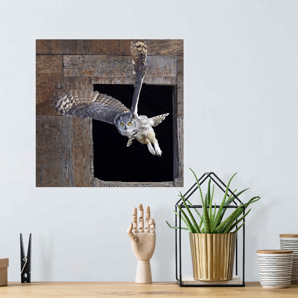 A bohemian room featuring Great Horned Owl Flying Out Of An Old Barn Window, Saskatchewan, Canada