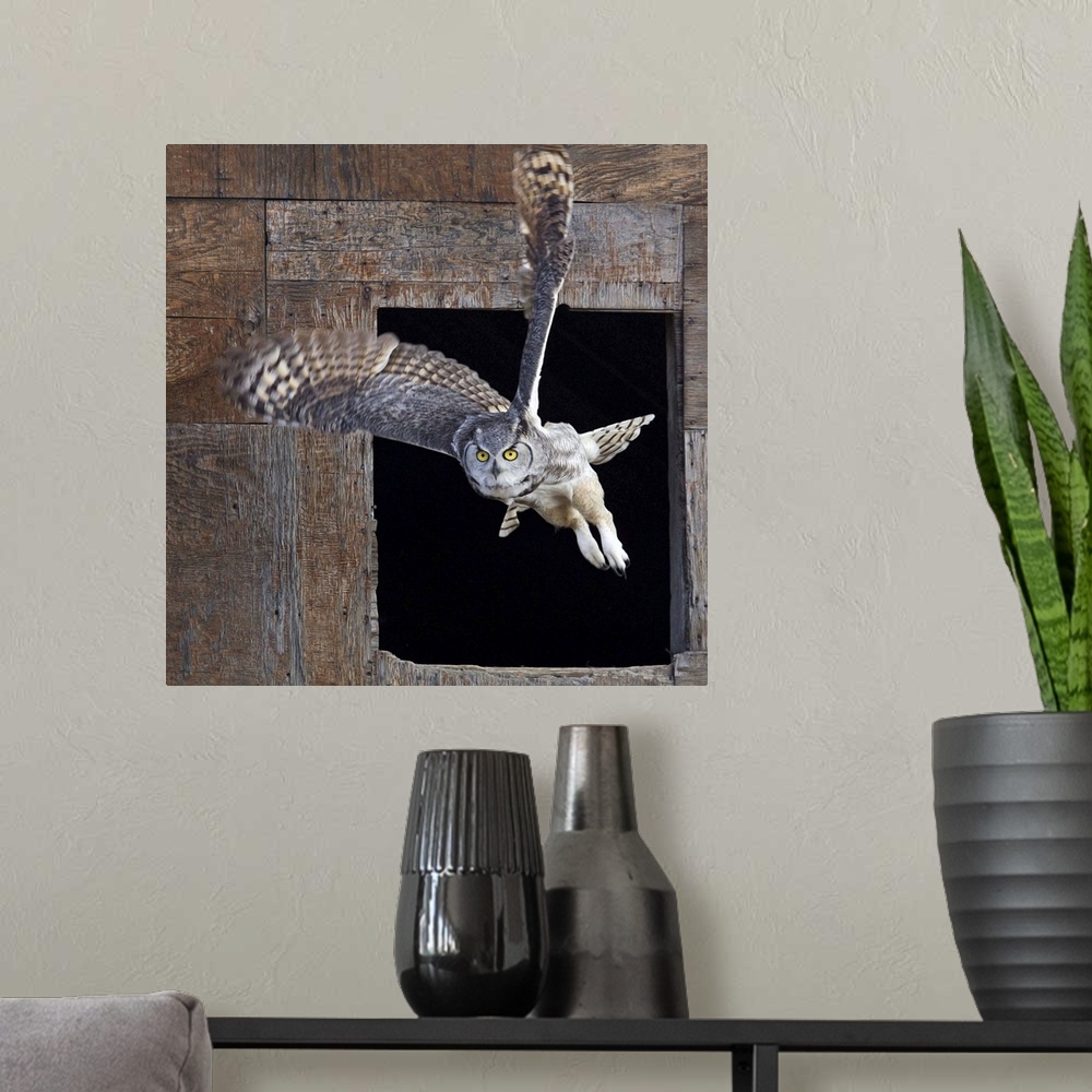 A modern room featuring Great Horned Owl Flying Out Of An Old Barn Window, Saskatchewan, Canada