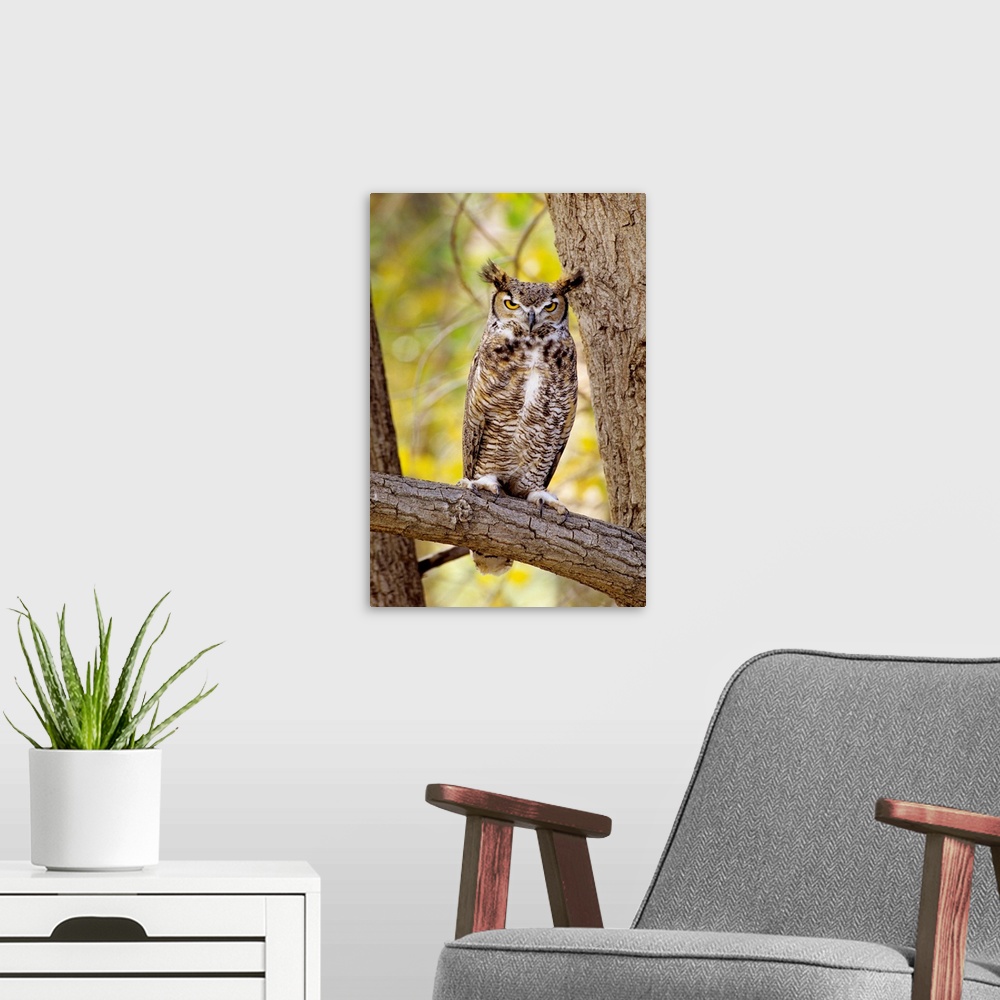 A modern room featuring Great Horned Owl Sitting In A Cottonwood Tree