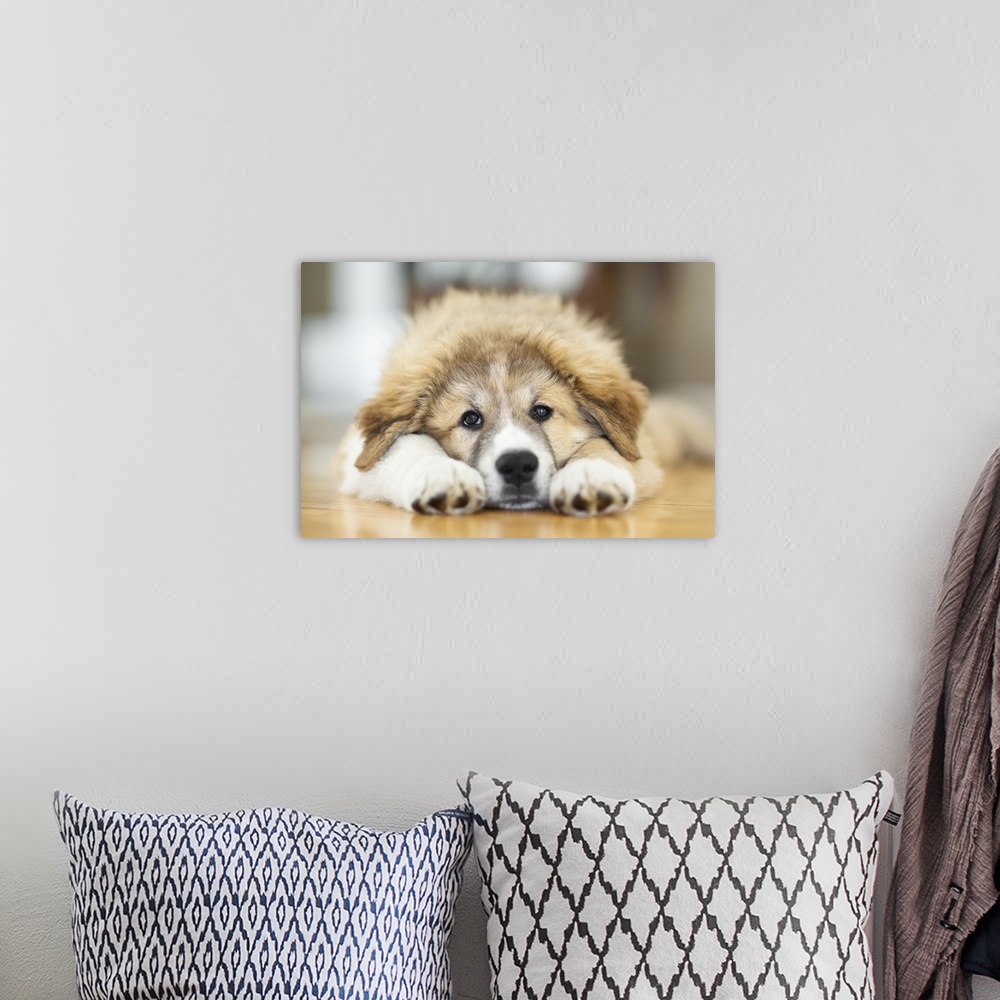 A bohemian room featuring Great Pyrenees Puppy Lying Down