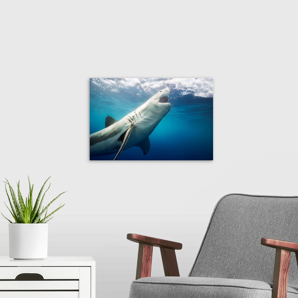 A modern room featuring Great white shark (Carcharodon carcharias). Guadalupe Island, Mexico.