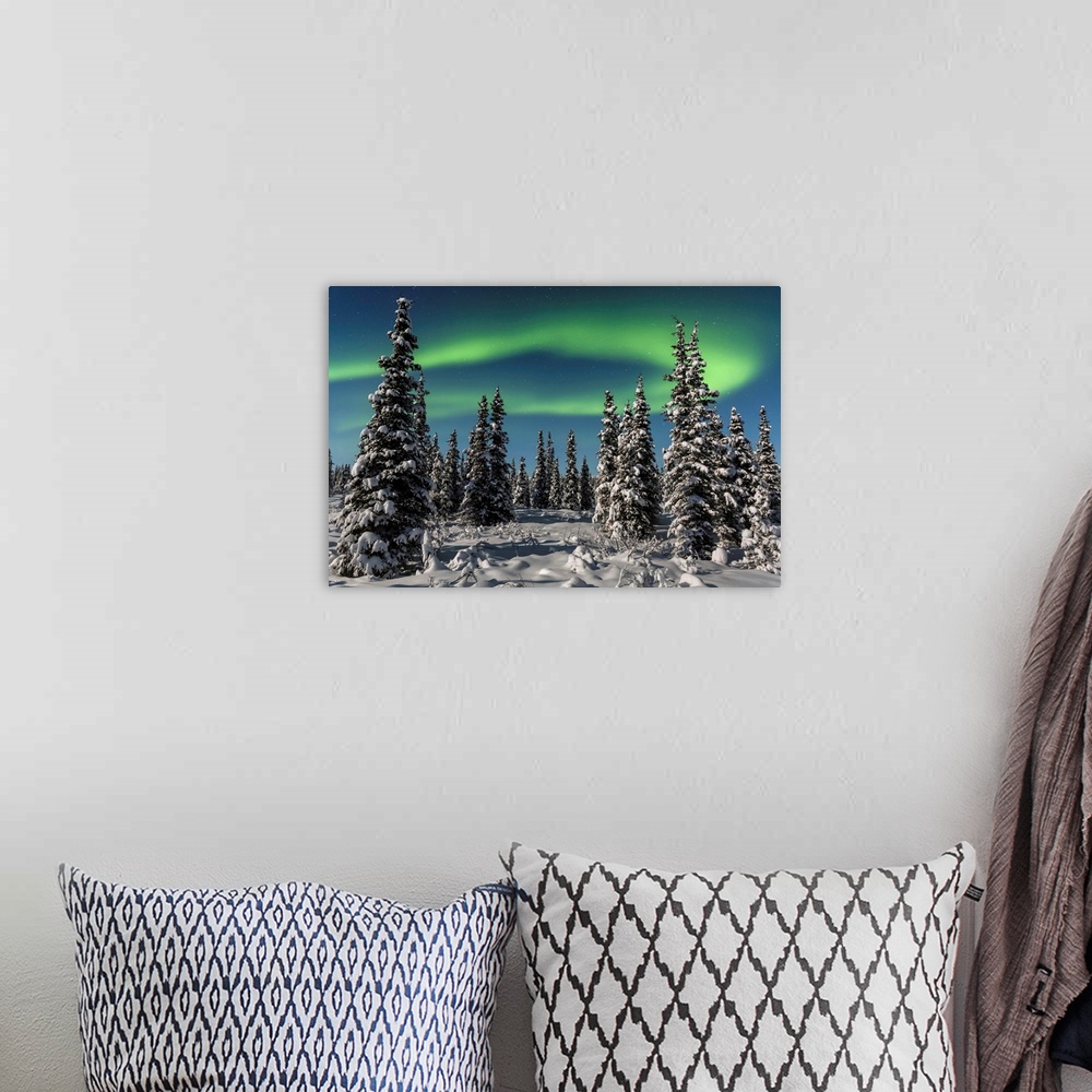 A bohemian room featuring Green Aurora Borealis dances over the tops of snow covered black spruce trees, moonlight casting ...