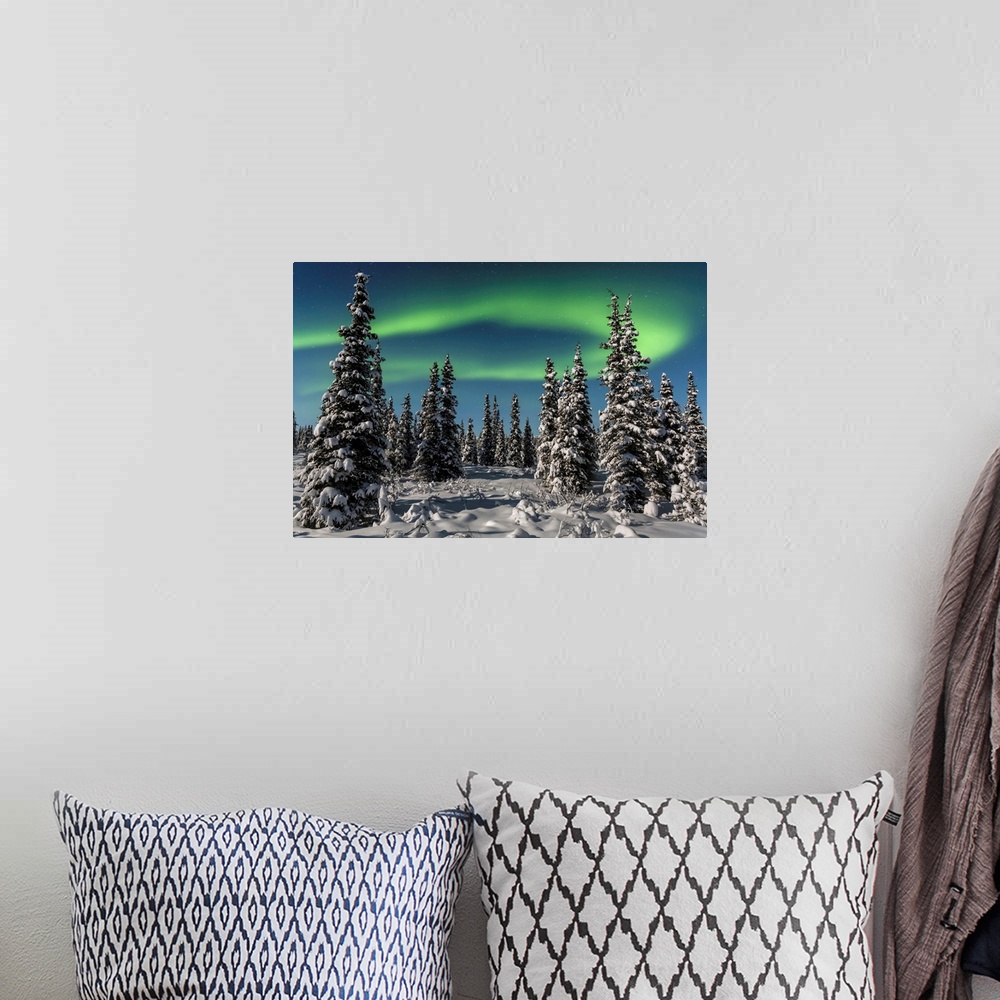 A bohemian room featuring Green Aurora Borealis dances over the tops of snow covered black spruce trees, moonlight casting ...