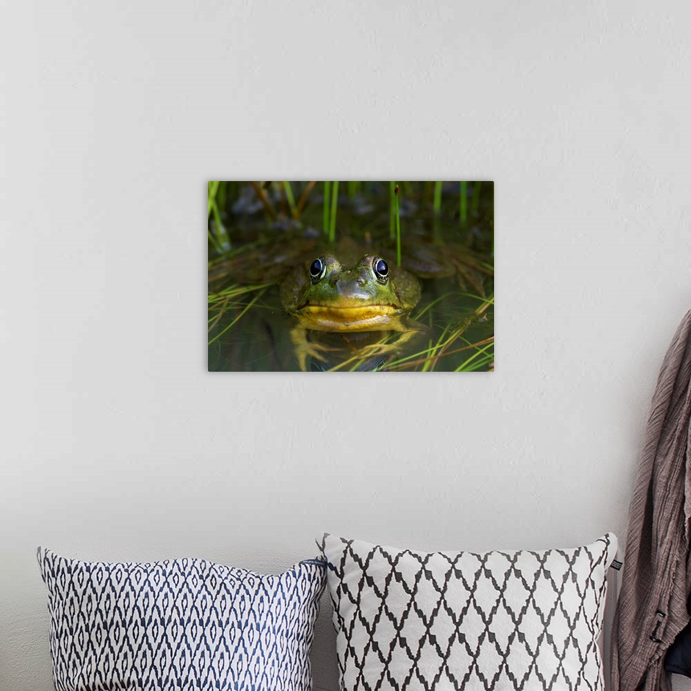 A bohemian room featuring Green Frog Partly Submerged In Water, Vaudreuil, Quebec, Canada