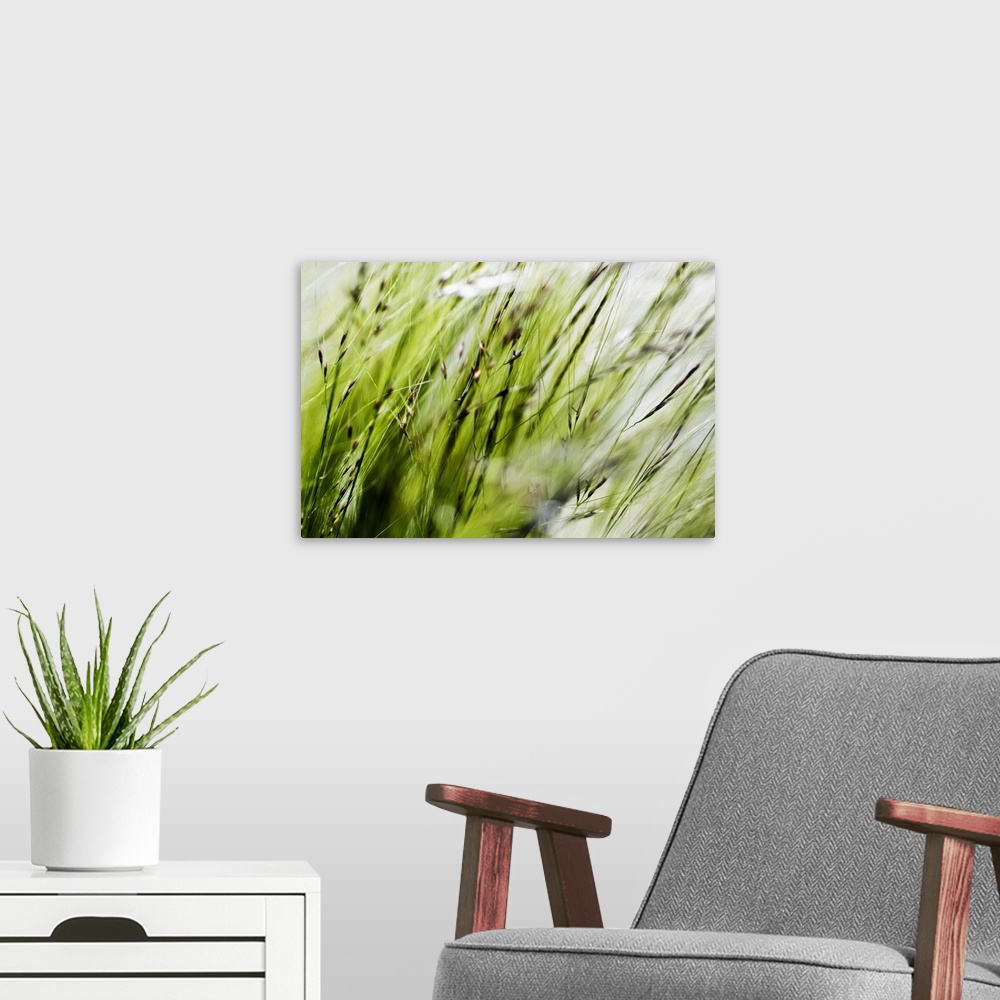 A modern room featuring Green Ornamental Grass (Stipa Gigantea)