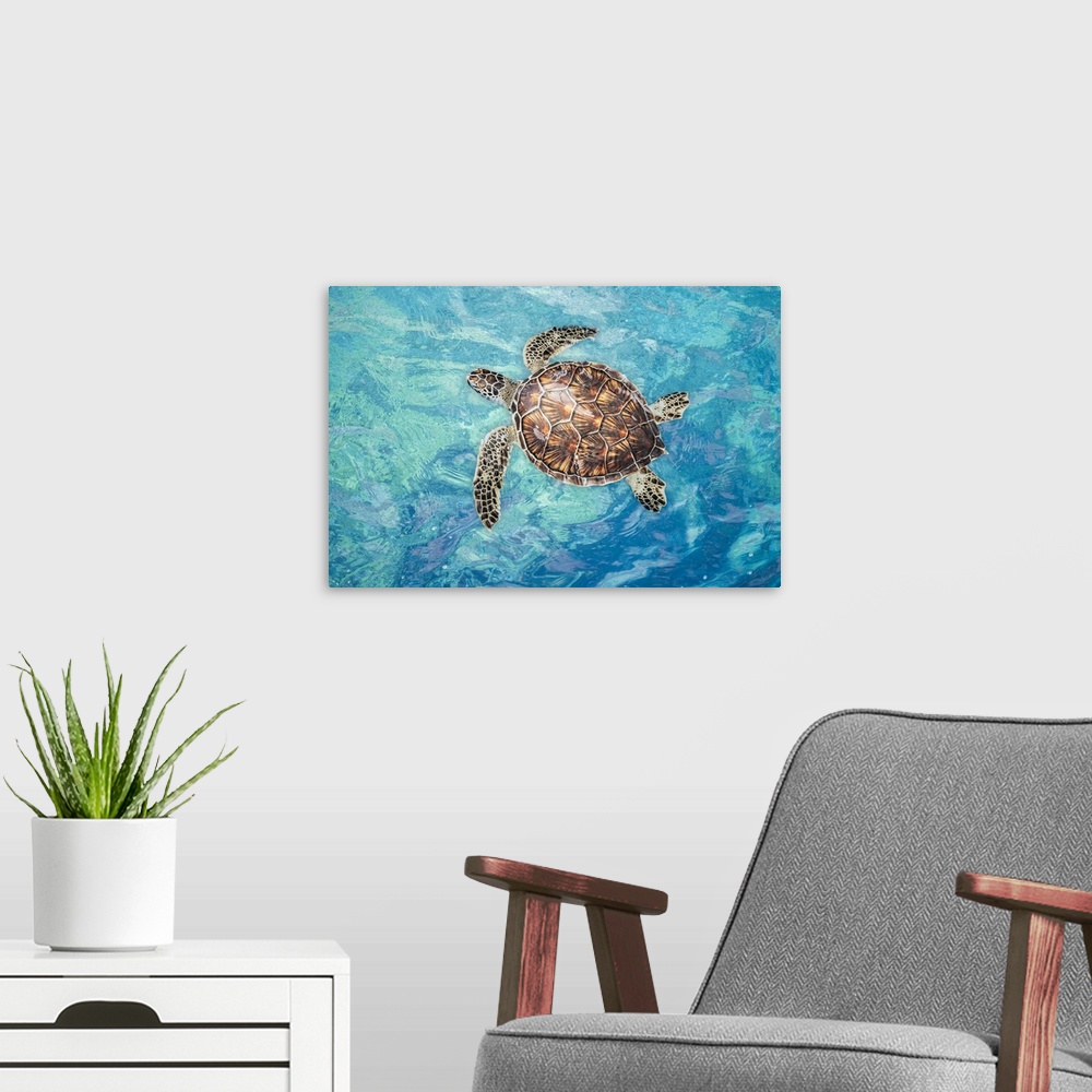 A modern room featuring Green sea turtle (chelonia mydas), an endangered species, on the surface for a breath off west Ma...